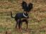 Russisk toy terrier Jaroslavna Mazasis Elfas