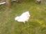 Japansk spids Mokway *R.I.P*