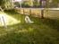 Japansk spids Mokway *R.I.P*