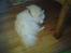 Japansk spids Mokway *R.I.P*