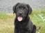 Labrador retriever Baloo - Hej og velkommen til min profil her er jeg hjemme foran min hundegård:)