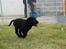 Labrador retriever Baloo - Her kommer jeg hah Cecilie du kan ikke fange mig