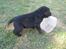 Labrador retriever Baloo - Jeg får vandet i andre kan nøjes med mad:)