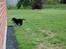 Labrador retriever Baloo - Haha caroline du kan ikke fange miig