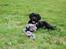 Labrador retriever Baloo - Hej Moar:)
