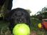 Labrador retriever Baloo - Er jeg ikk søød:)
