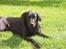 Labrador retriever Gribskov Skadi - Gribskov Skadi sommeren 2008