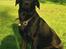 Labrador retriever Gribskov Skadi - 2008