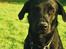 Labrador retriever Gribskov Skadi - Skadi viser hun har "bob"ører som sin mor