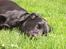Labrador retriever Gribskov Skadi - en middagslur i græsset.  2008