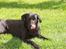 Labrador retriever Gribskov Skadi - Er der snart mad?