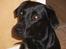 Labrador retriever Gribskov Skadi - Smuk hund