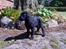 Flat coated retriever Morris - Morris lige da vi havde fået ham. 