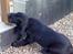 Flat coated retriever Morris - Da vi var ude og se på ham.