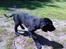 Flat coated retriever Morris - Morris går rundt i haven.