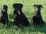 Labrador retriever Gribskov Skadi - Skadi sammen med mor Sif og storebror Odin juli 2008