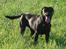 Labrador retriever Gribskov Skadi - Juli 2008, et rigtigt muskelbundt snart klar til at komme på jagt