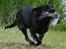 Labrador retriever Sif (Nana Broby) 2000-2013 - mester appotøren Sif