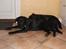 Labrador retriever Sif (Nana Broby) 2000-2013 - Sif og Skadi på Sifs 8 års føselsdag