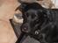Labrador retriever Sif (Nana Broby) 2000-2013 - Sif med sine "bob"ører