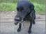 Labrador retriever Sif (Nana Broby) 2000-2013 - Det var den rotte...