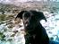 Labrador retriever Sif (Nana Broby) 2000-2013 - Sif 2007