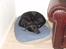 Labrador retriever Sif (Nana Broby) 2000-2013 - En hygge stund i den bedste seng