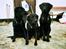 Labrador retriever Sif (Nana Broby) 2000-2013 - Sif sammen med Skadi og Odin