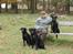 Labrador retriever Sif (Nana Broby) 2000-2013 - På tur i Dyrehaven 