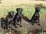 Labrador retriever Sif (Nana Broby) 2000-2013 - Sif, Odin og Skadi