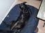 Labrador retriever Sif (Nana Broby) 2000-2013 - Endelig har man sengen for sig selv