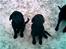 Labrador retriever Sif (Nana Broby) 2000-2013 - Odin og Skadi i sneen feb.2007