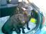 Labrador retriever Sif (Nana Broby) 2000-2013 - godt med et stort bagagerum