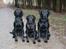 Labrador retriever Sif (Nana Broby) 2000-2013 - Skadi, Sif og Odin da han blev passet hos os i Januar 2008
