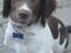 Engelsk springer spaniel Anton