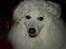 Japansk spids Bamse (1998-2013) - 03: 20/12-08 - Julen 2008 :o)