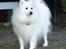Japansk spids Bamse (1998-2013) - 04: 22/07-08 - Bamse, smuk og dejlig