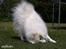 Japansk spids Bamse (1998-2013) - 05: 17/06-09 - Det er good at gnide sig :o)