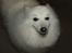 Japansk spids Bamse (1998-2013) - 07: Tegning (C) mig :-)