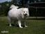 Japansk spids Bamse (1998-2013) - 08: 17/06-09 - .. og så ryster vi os lidt :0))