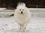 Japansk spids Bamse (1998-2013) - 09: Bamse løber i sneen :-)
