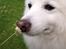 Japansk spids Bamse (1998-2013) - 11: 26/07-09 - Snuser til en blomst ;-)