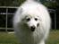 Japansk spids Bamse (1998-2013) - 12: 17/06-09 - Sikke en lille charmetrold .. <3