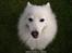 Japansk spids Bamse (1998-2013) - 14: 24/07-09 - Lille Bamse i sjovt billede..