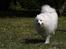 Japansk spids Bamse (1998-2013) - 16: 10/07-09 - Smukke, lynhurtige, Bamse :-)