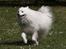 Japansk spids Bamse (1998-2013) - 19: Aww <3