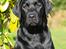 Labrador retriever Kaido  (Hvil i fred, smukke pige) - Hejsa. Velkommen til min profil.. Jeg hedder Kaido og billedet er taget af min dejlige veninde Rikke.
