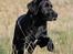 Labrador retriever Kaido  (Hvil i fred, smukke pige) - Fnis..Jeg har set heste i fjernsynet.. De gør sådanne her.