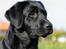 Labrador retriever Kaido  (Hvil i fred, smukke pige) - Min mor synes at jeg er SÅ smuk.