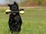 Labrador retriever Kaido  (Hvil i fred, smukke pige) - Hu hej. Her kommer jeg.